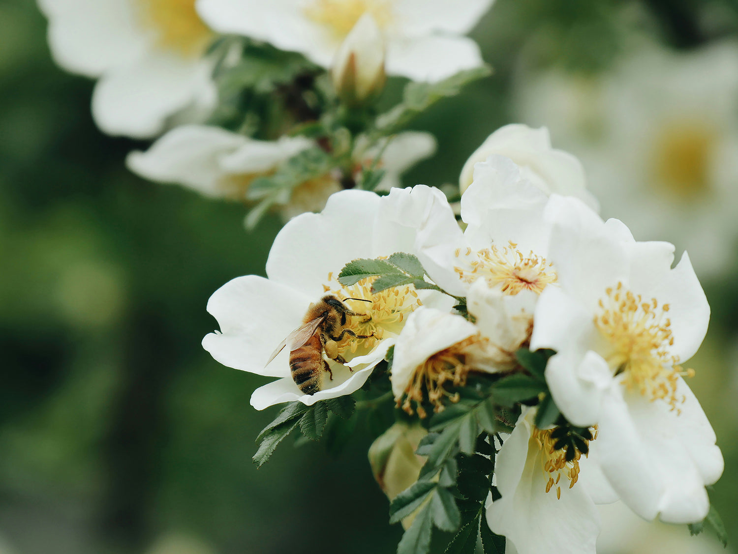 Close-up of a bee on a white flower surrounded by green leaves.