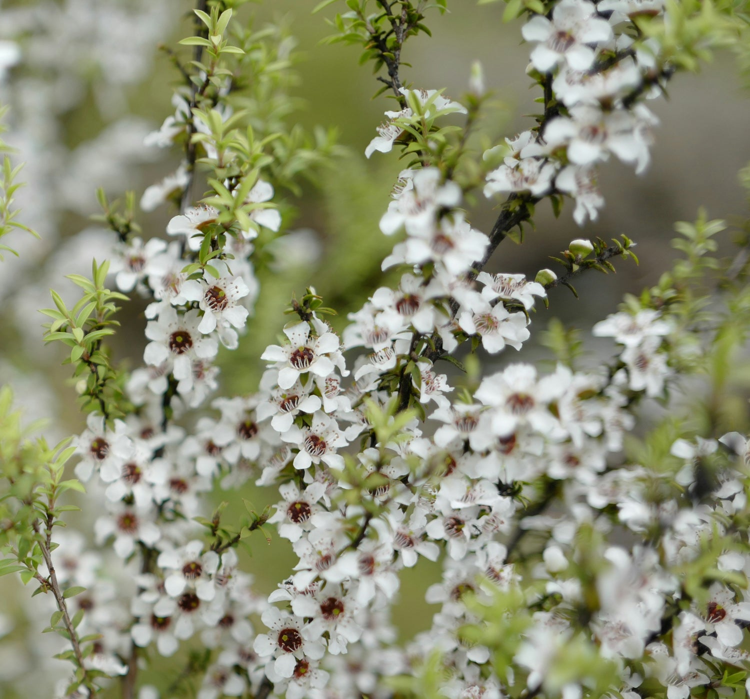 A close-up of a white flower bush, showcasing its delicate petals and lush green leaves.